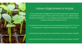 Что нужно сначала использовать: правильная последовательность в MEXX
